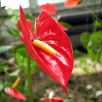 Future Pandemics [Infographic]