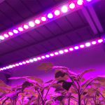 Two Reasons Why Local SEO is Crucial for a Digital Entrepreneur and their Business