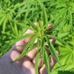 Technology Behind CBD Oil Creation