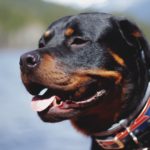 Dog Breeds Suitable For Seniors
