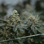 How Student Loans Can Affect Your Other Financial Decisions