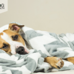 Unlock iCloud Activation Lock on iPhone [GSM & CDMA] Using Bypass Tool