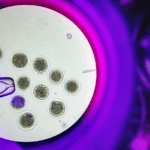 Digital Visibility: Securing Client Trust Through Legal SEO